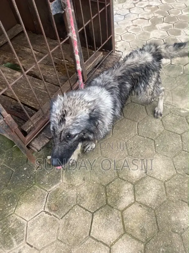 1+ Year Old Female Purebred Caucasian Shepherd - 1