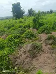 500 Acres Fertile Farmland for Sale in Itesiwaju, Oyo State - 1