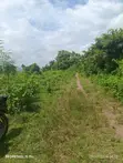 500 Acres Fertile Farmland for Sale in Itesiwaju, Oyo State - 2