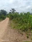 500 Acres Fertile Farmland for Sale in Itesiwaju, Oyo State - 3