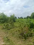 500 Acres Fertile Farmland for Sale in Itesiwaju, Oyo State - 4