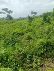 500 Acres Fertile Farmland for Sale in Itesiwaju, Oyo State - 5