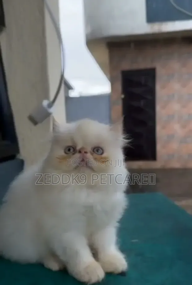 Kare-karen Persian Mai Tsarki (Wata 1-3) - 1