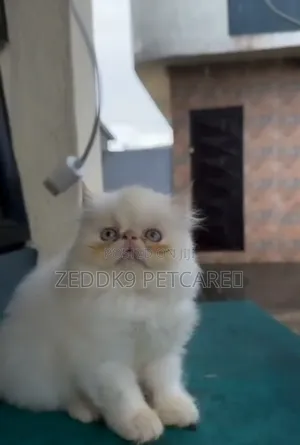 Kare-karen Persian Mai Tsarki (Wata 1-3)