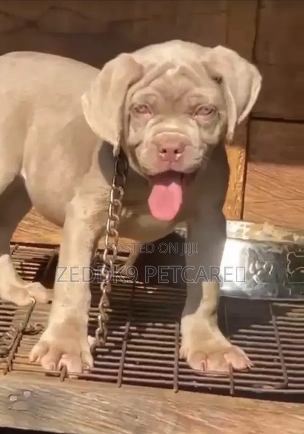 Mazaunin Neapolitan Mastiff Mai Tsarki (1-3 Watan) - 1