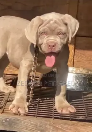Mazaunin Neapolitan Mastiff Mai Tsarki (1-3 Watan)