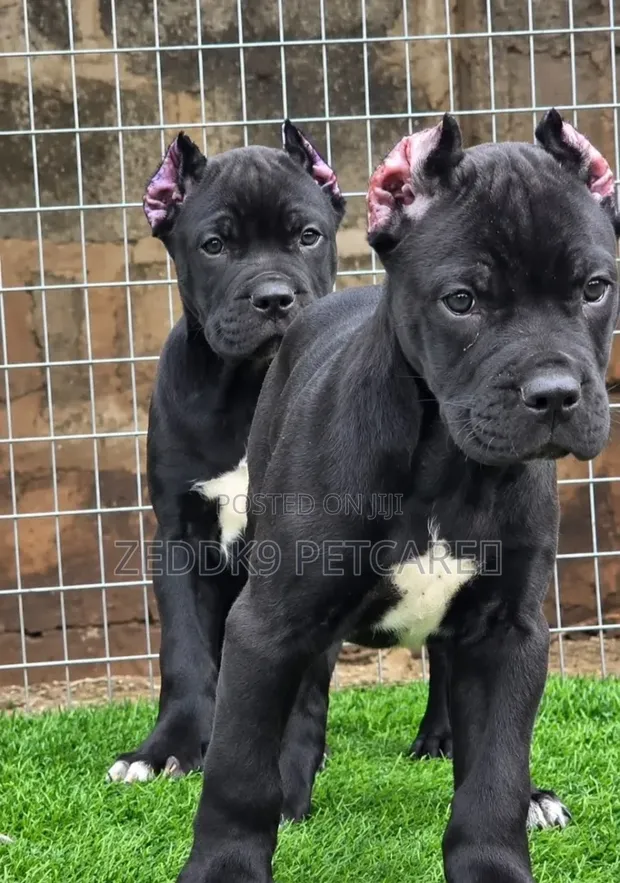 Purebred Cane Corso Puppy (Female, 1-3 Months) - 1