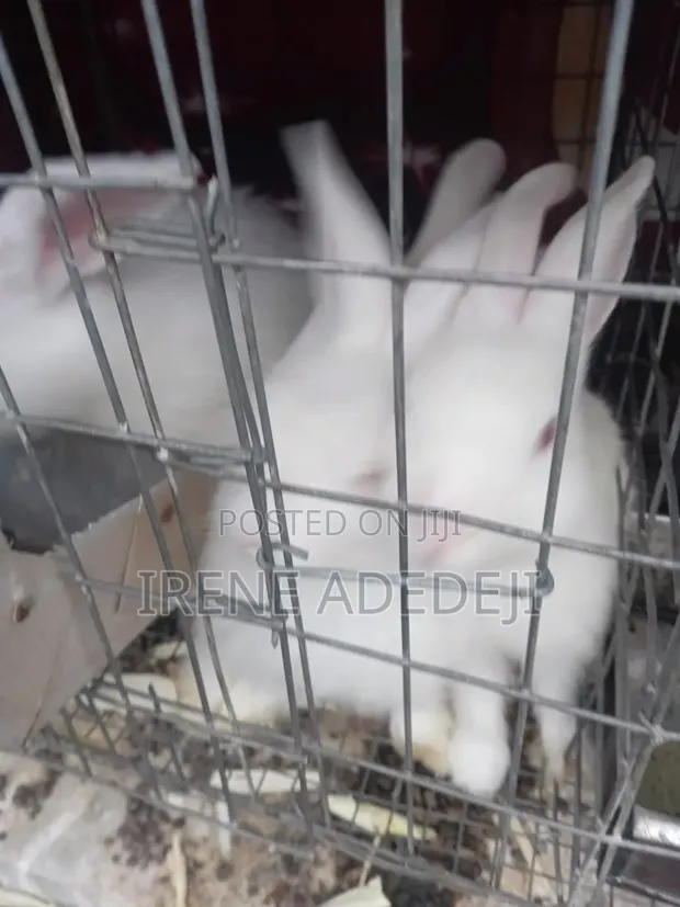 New Zealand White & Angora Rabbits for Sale - 1