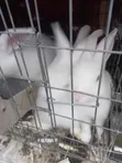 Siyarwar Dawa (New Zealand White & Angora) - 1