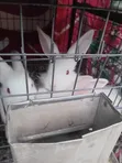 Siyarwar Dawa (New Zealand White & Angora) - 2
