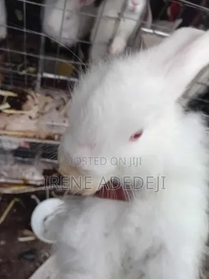 New Zealand White & Angora Rabbits for Sale