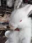 Siyarwar Dawa (New Zealand White & Angora) - 3