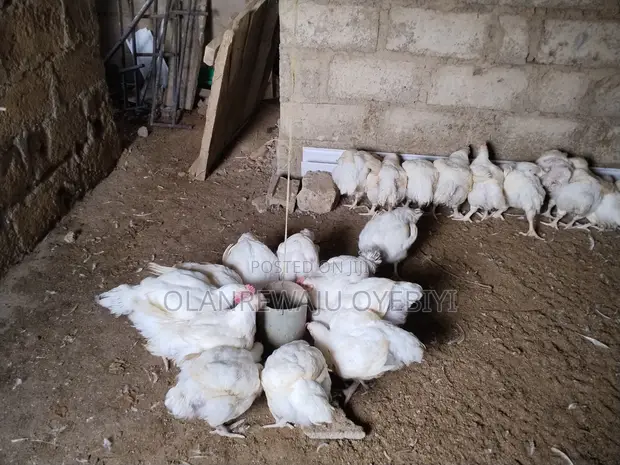 8-Week Broiler Chickens for Sale - 1