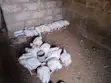 8-Week Broiler Chickens for Sale - 2
