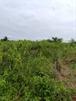 Industrial Farmland for Sale at Awowo, Ogun State - 1