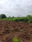 Industrial Farmland for Sale at Awowo, Ogun State - 3