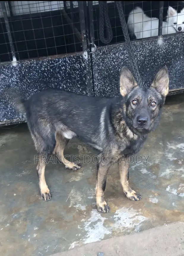 Mazaunin Cikakken Zuriya na German Shepherd - Namiji Mai Sama da Shekara 1 - 1