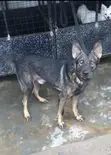 Mazaunin Cikakken Zuriya na German Shepherd - Namiji Mai Sama da Shekara 1 - 1