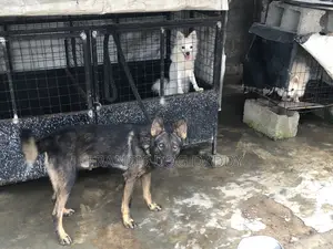 Mazaunin Cikakken Zuriya na German Shepherd - Namiji Mai Sama da Shekara 1