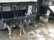 Mazaunin Cikakken Zuriya na German Shepherd - Namiji Mai Sama da Shekara 1 - 2