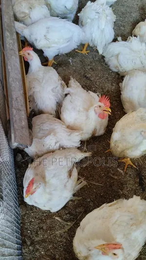 Kaji na Broiler Sayarwa: Daga Ranar Farko Har Zuwa 4KG+