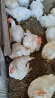 Kaji na Broiler Sayarwa: Daga Ranar Farko Har Zuwa 4KG+ - 1