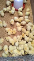 Kaji na Broiler Sayarwa: Daga Ranar Farko Har Zuwa 4KG+ - 2