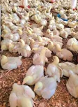 Kaji na Broiler Sayarwa: Daga Ranar Farko Har Zuwa 4KG+ - 3