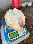 Kaji na Broiler Sayarwa: Daga Ranar Farko Har Zuwa 4KG+ - 4