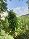 Filin Zama na Zama don Siyarwa, Arab Road, Kubwa Abuja - 3
