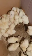 Broiler Chickens for Sale: Day-Old to Jumbo - 1
