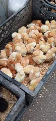 Broiler Chickens for Sale: Day-Old to Jumbo - 2