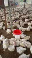 Broiler Chickens for Sale: Day-Old to Jumbo - 3
