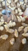 Broiler Chickens for Sale: Day-Old to Jumbo - 4