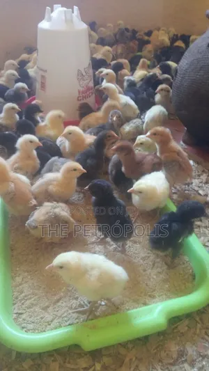Broiler Chickens for Sale: Day-Old to Jumbo