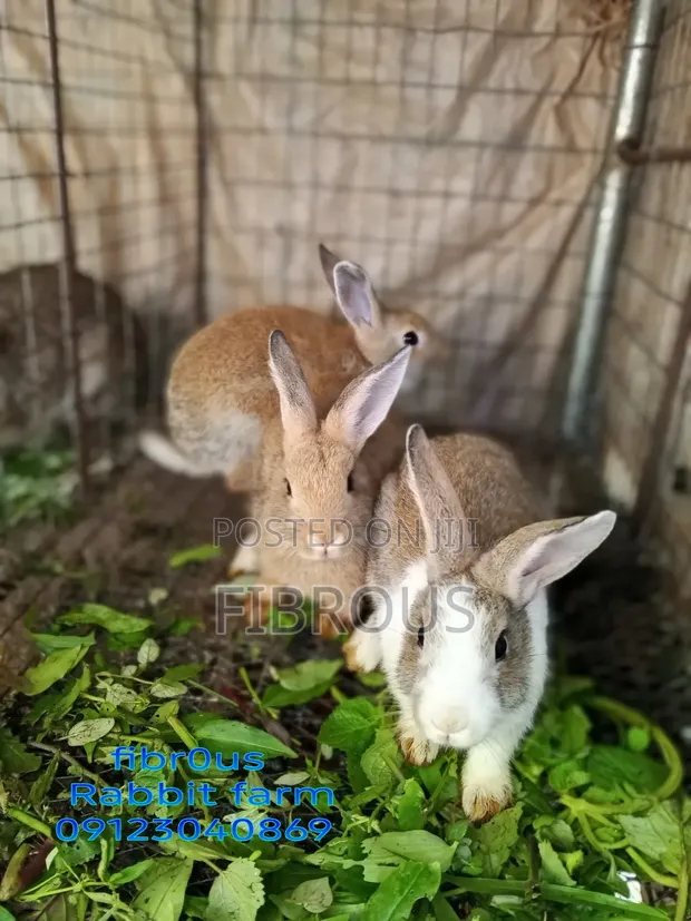 Weaner Rabbit - 1