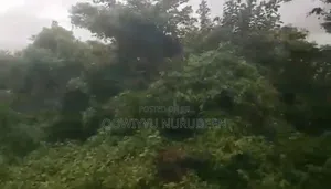 Filin Sayarwa a Ajia, Ibadan