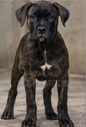 Female Purebred Cane Corso Puppy (3-6 Months)