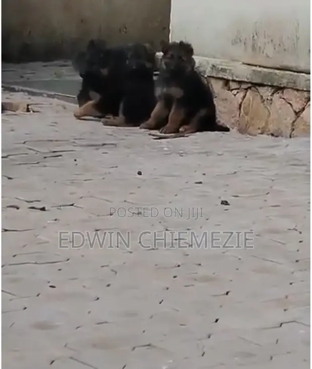 1-3 Months Male Purebred German Shepherd Puppy - 1