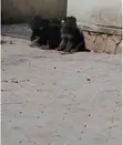 Dankon Shekara 1-3 Namiji Mai Tsarki na German Shepherd - 1
