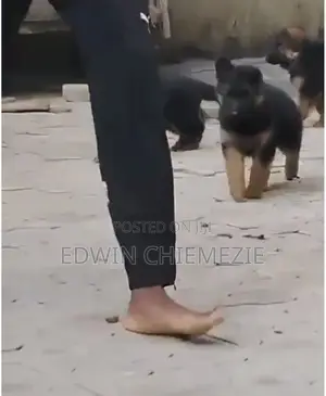 1-3 Months Male Purebred German Shepherd Puppy