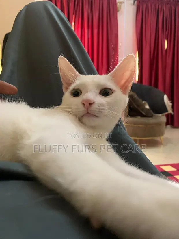 6-12 Month Male Mixed Breed Turkish Angora Kitten - 1