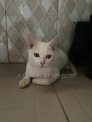 Kare 6-12 watanni Namiji Gauraye na Turkish Angora