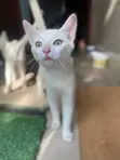 6-12 Month Male Mixed Breed Turkish Angora Kitten - 4