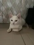 6-12 Month Male Mixed Breed Turkish Angora Kitten - 5