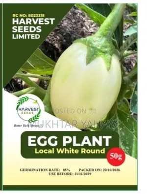 Egg Plant, Local White Round