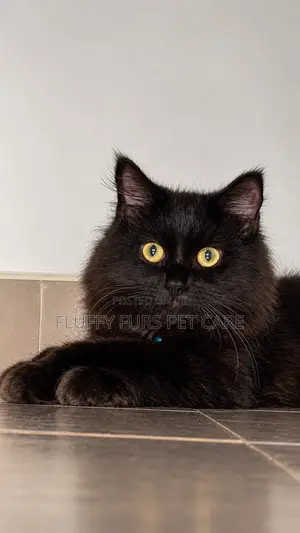 Kare Mai Tsarki Na Persian, Watan Shekara 7