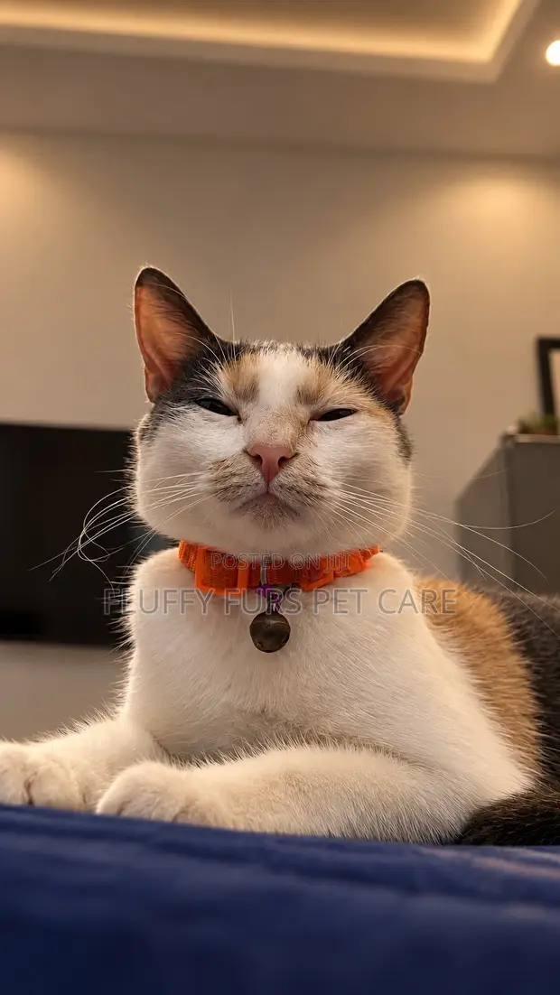 Kyanwa Mata 'Yar Gauraye Ta Turkish Angora, Watan 6-12 - 1