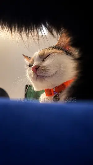 Kyanwa Mata 'Yar Gauraye Ta Turkish Angora, Watan 6-12