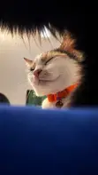Kyanwa Mata 'Yar Gauraye Ta Turkish Angora, Watan 6-12 - 2